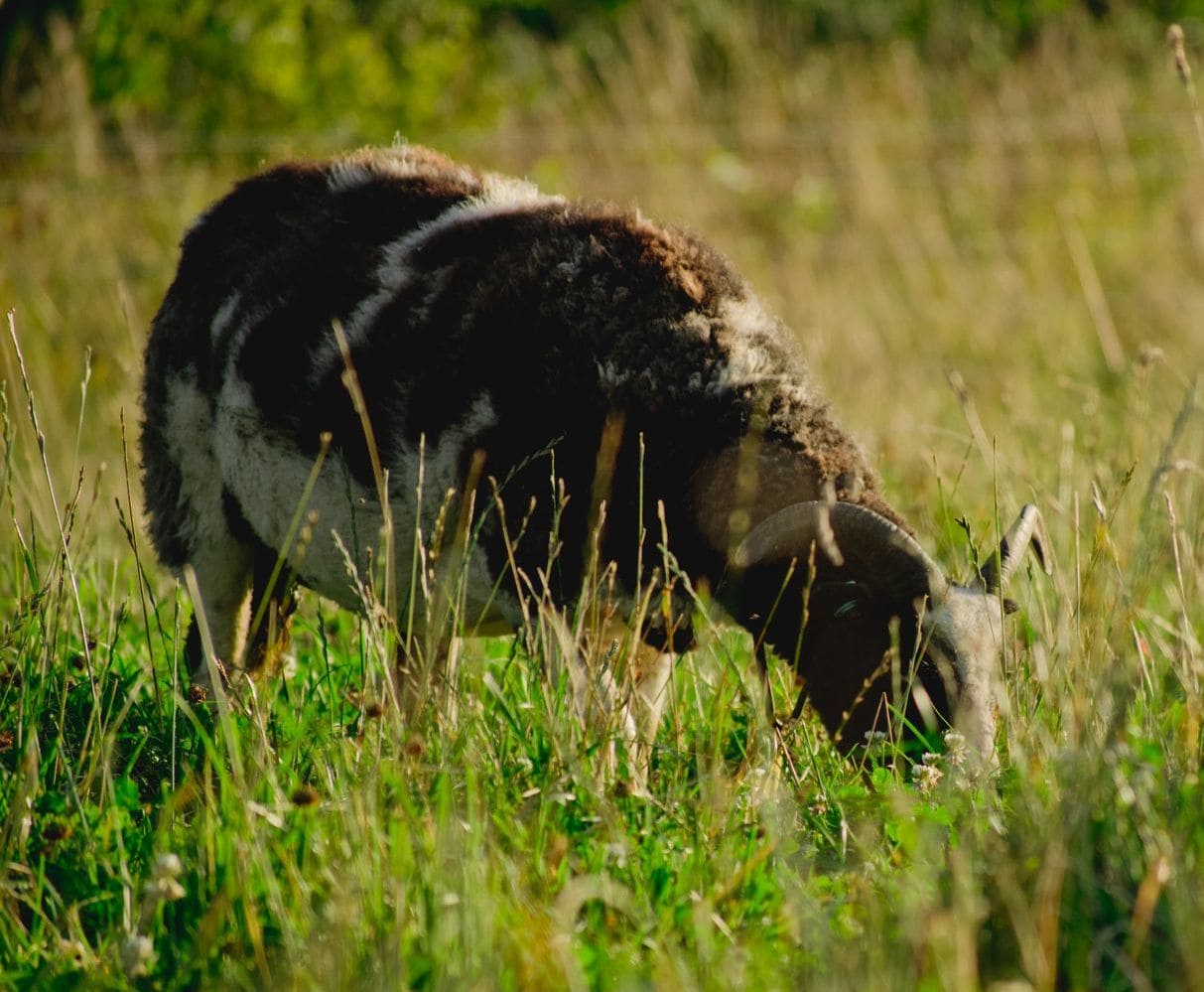 Lamb neck fillet, organic, 100% grass fed - Image 2