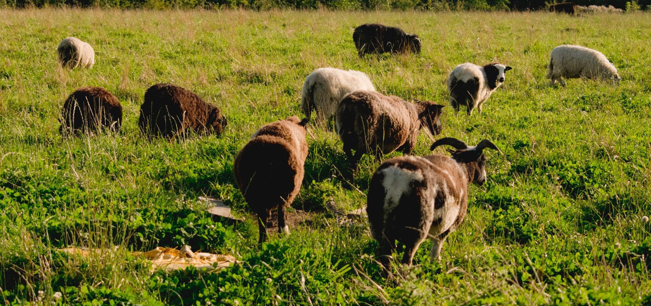 sheep at Nature Way Farm