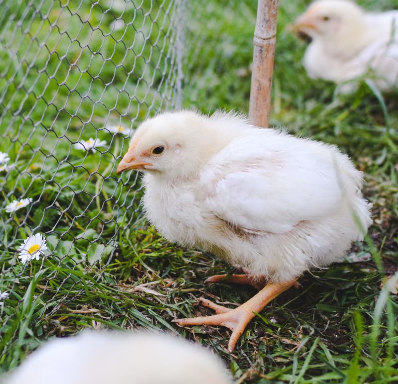 Chick outdoors on grass at early age