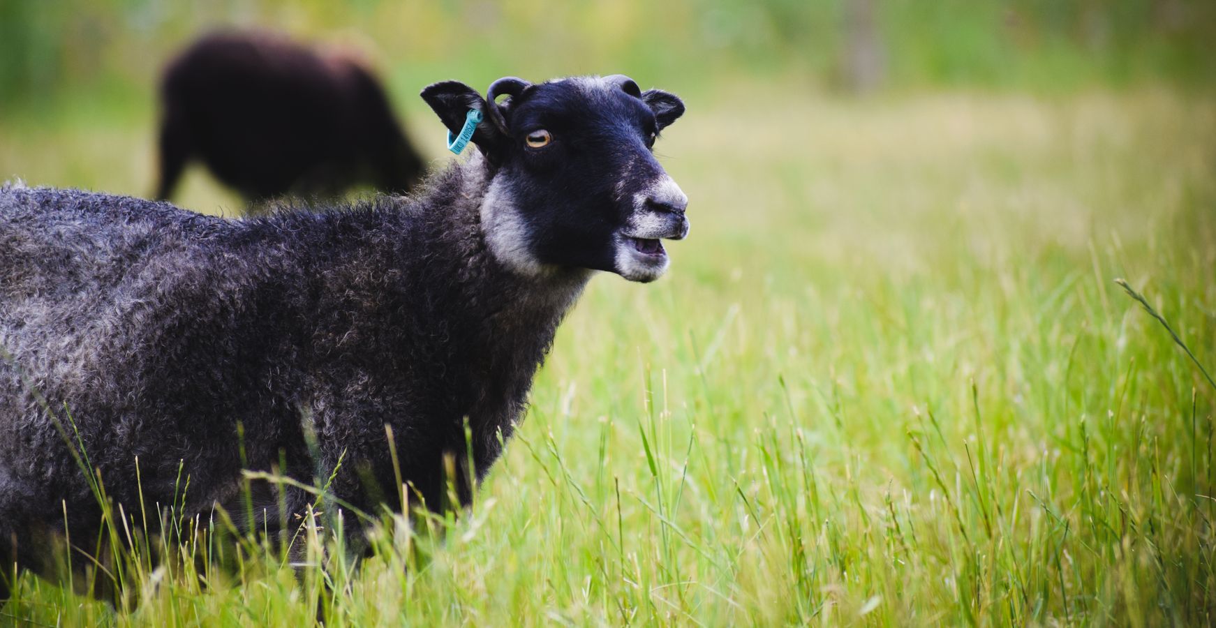 Lamb leg steaks, organic, 100% grass fed - Image 2