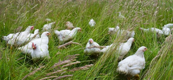 Whole chicken, pasture-raised, soya-free, GM-free, low histamine - Image 3