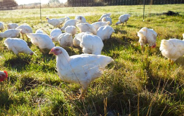 Whole chicken, pasture-raised, soya-free, GM-free, low histamine - Image 5