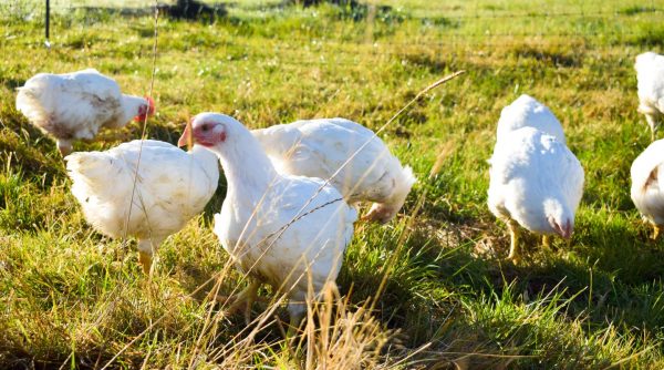 Pasture-reared chicken (non-GM, soya free) - Image 7