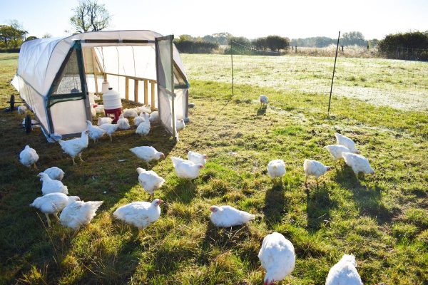 Whole chicken, pasture-raised, soya-free, GM-free, low histamine - Image 4
