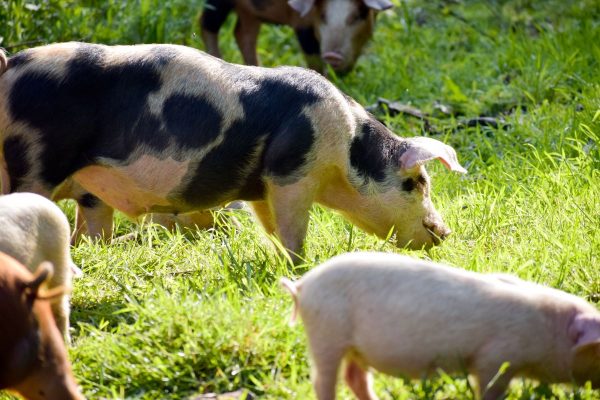 Woodland Pork ribs, low histamine - Image 2