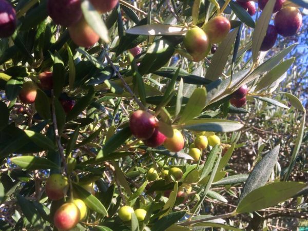 Extra-virgin olive oil, single origin, Spain, Arbequina, 500ml - Image 3