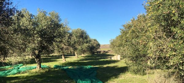 olive grove at harvest